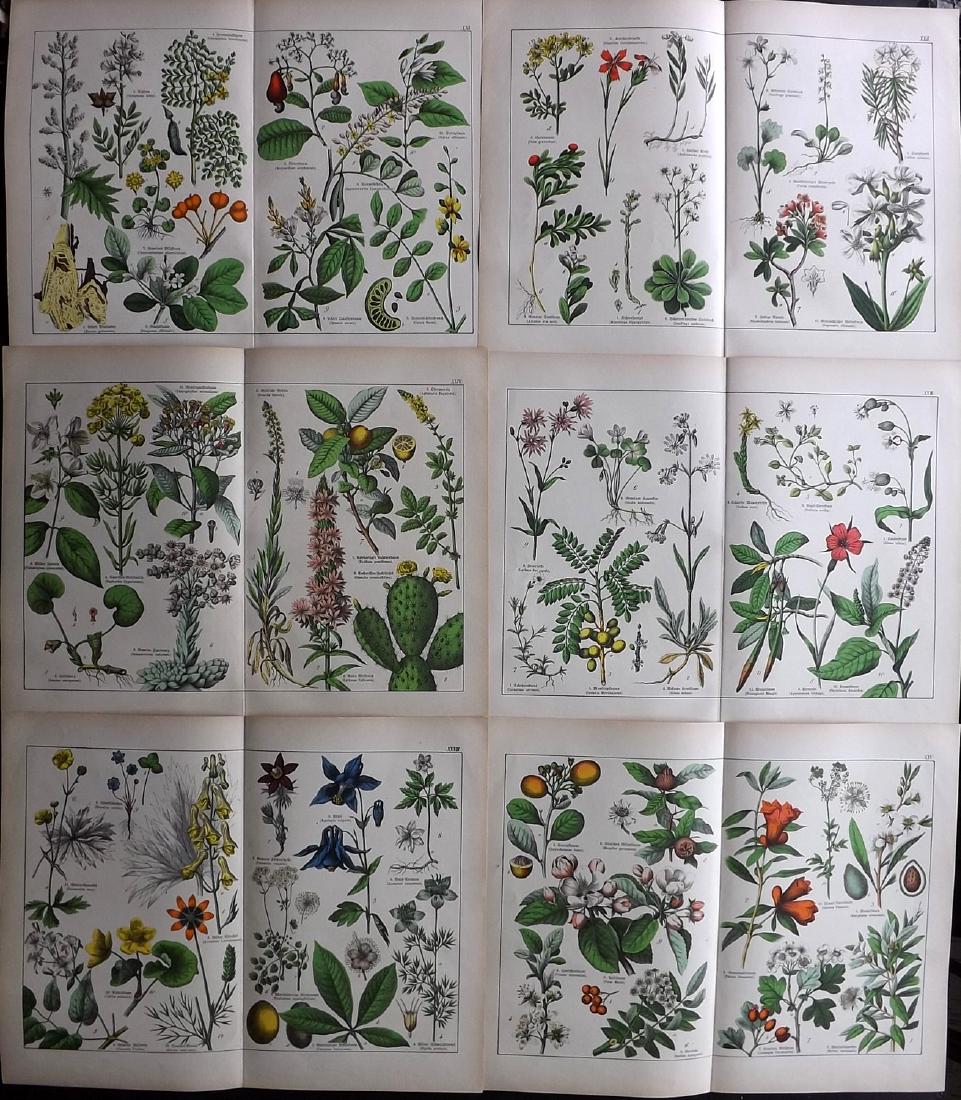Schubert, Gotthilf von C1880 Lot 6 LG Botanical Prints (1 of 2)