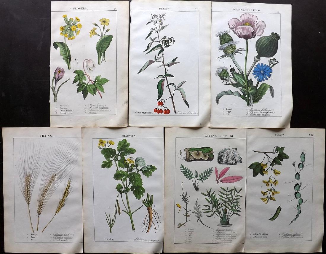 Yonge, Charlotte 1857 Lot of 7 Hand Col Botanicals: Lithograph Published 1857, Edinburgh for "The Instructive Picture Book. Or Lessons from the Vegetable World" by Charlotte Mary Yonge. Fine hand colour as issued. Paper Size: 12.5 x 8 inch (32 x 21cm)