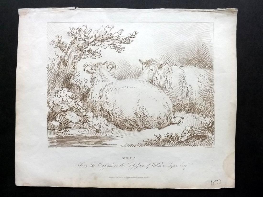 Mackenzie after George Morland 1805 Print. Sheep (1 of 1)