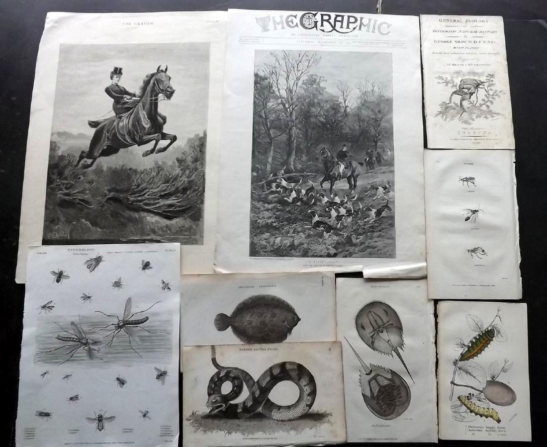 Natural History 19th Century Lot of 26 Prints (1 of 3)