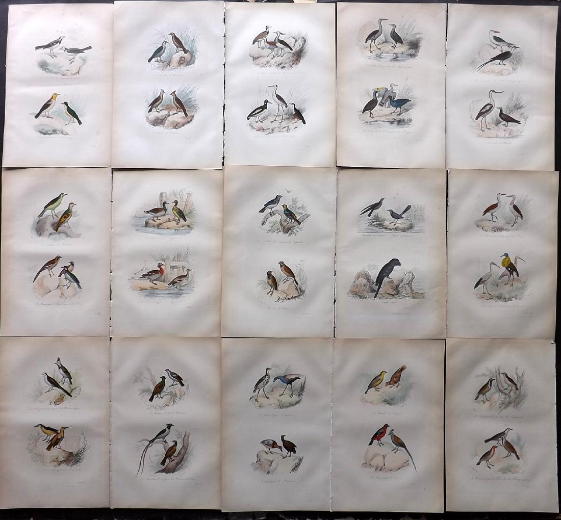 Buffon, Comte de 1857 Lot of 15 Hand Col Bird Prints: Hand Coloured Etchings Published 1853-57, Paris for "Oeuvres Completes de Buffon" by The Comte de Buffon & Pierre Flourens. Paper Size: 10.5 x 7 inch (27 x 19cm) Good Condition overall