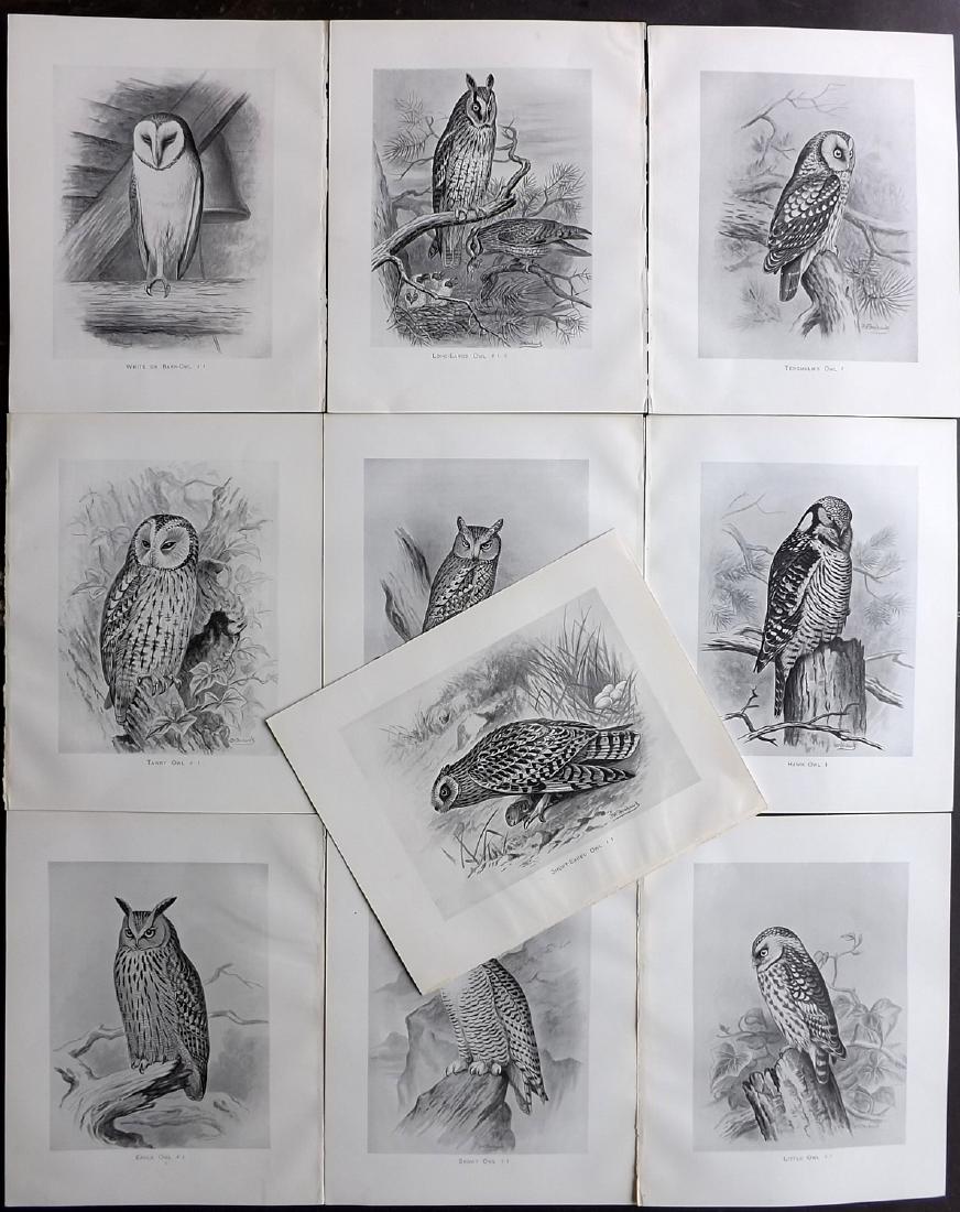 Frohawk, Frederick 1898 Lot of 10 Bird Prints. Owls (1 of 2)