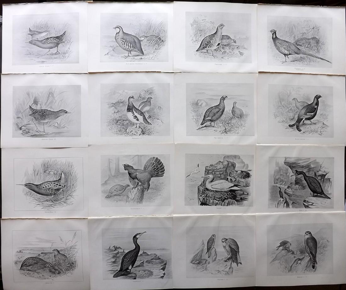 Frohawk, Frederick 1898 Lot of 16 Bird Prints: Lithographs Published 1896-98, London for "British Birds with their Nests and Eggs" by Arthur G. Butler. Illustrated by Frederick William Frohawk. Paper Size: 12 x 9.5 inch (30 x 24cm) Good Condition