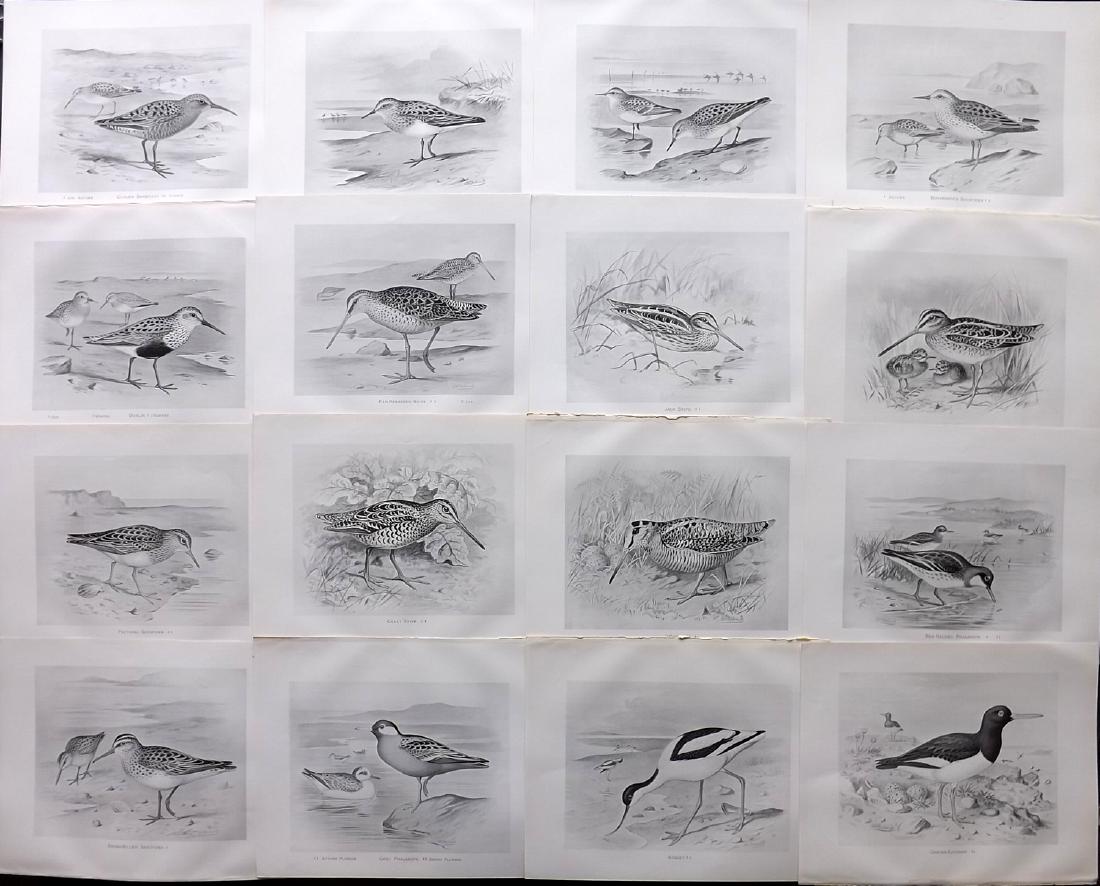 Frohawk, Frederick 1898 Lot of 16 Bird Prints: Lithographs Published 1896-98, London for "British Birds with their Nests and Eggs" by Arthur G. Butler. Illustrated by Frederick William Frohawk. Paper Size: 12 x 9.5 inch (30 x 24cm) Good Condition
