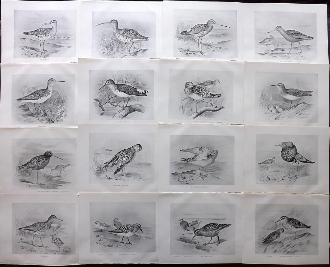 Frohawk, Frederick 1898 Lot of 16 Bird Prints: Lithographs Published 1896-98, London for "British Birds with their Nests and Eggs" by Arthur G. Butler. Illustrated by Frederick William Frohawk. Paper Size: 12 x 9.5 inch (30 x 24cm) Good Condition