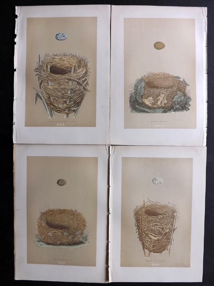 Morris, Francis 1896 Lot of 4 Bird Nest Prints: Woodblocks Published 1896, London for "A Natural History of the Nests and Eggs of British Birds" By the Rev. F. O. Morris, printed Benjamin Fawcett. Printed in colours and finished by hand. Paper Size