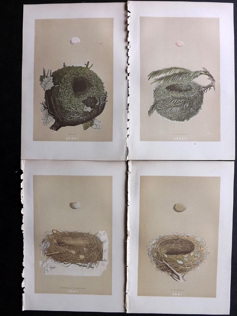 Morris, Francis 1896 Lot of 4 Bird Nest Prints: Woodblocks Published 1896, London for "A Natural History of the Nests and Eggs of British Birds" By the Rev. F. O. Morris, printed Benjamin Fawcett. Printed in colours and finished by hand. Paper Size