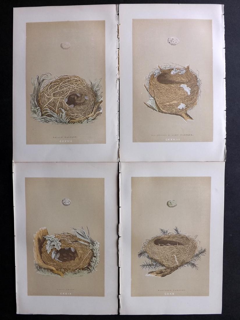 Morris, Francis 1896 Lot of 4 Bird Nest Prints: Woodblocks Published 1896, London for "A Natural History of the Nests and Eggs of British Birds" By the Rev. F. O. Morris, printed Benjamin Fawcett. Printed in colours and finished by hand. Paper Size