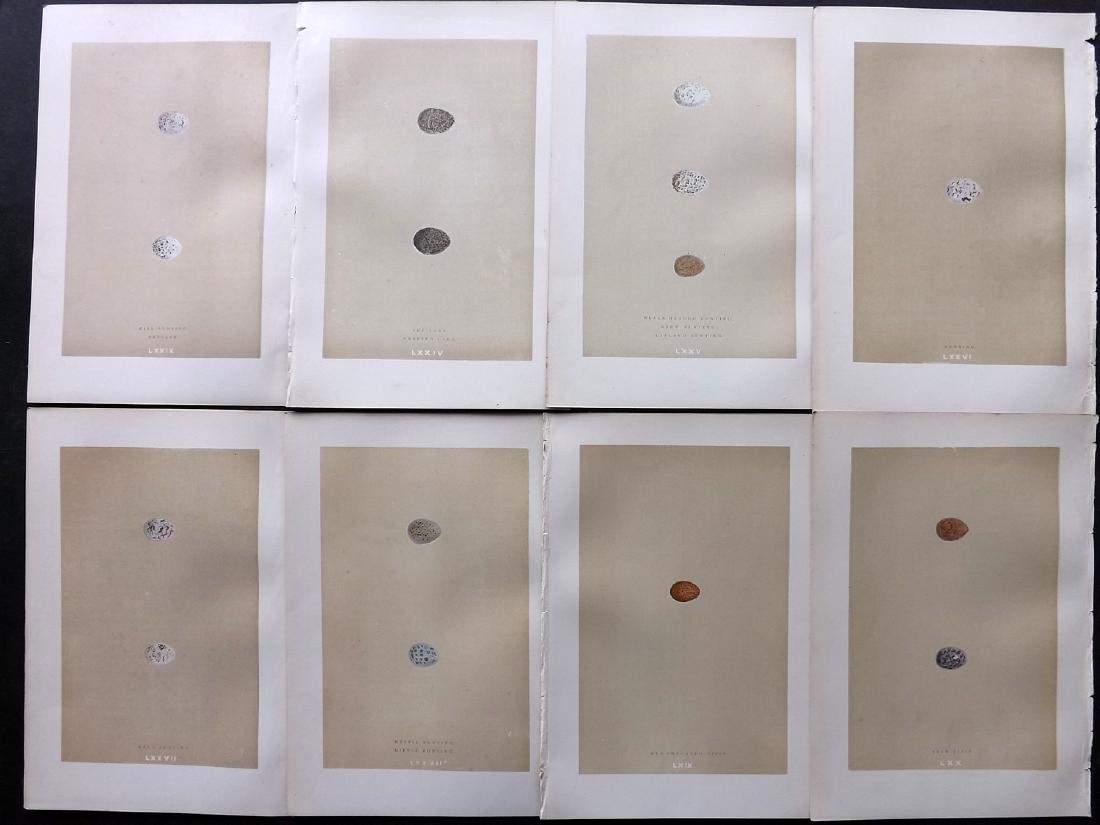 Morris, Francis 1896 Lot of 8 Bird Egg Prints: Woodblocks Published 1896, London for "A Natural History of the Nests and Eggs of British Birds" By the Rev. F. O. Morris, printed Benjamin Fawcett. Printed in colours and finished by hand. Paper Size
