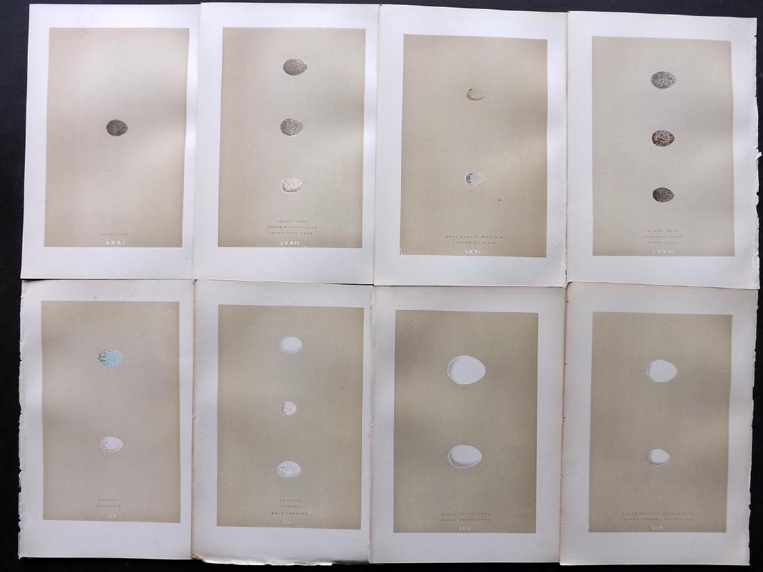 Morris, Francis 1896 Lot of 8 Bird Egg Prints: Woodblocks Published 1896, London for "A Natural History of the Nests and Eggs of British Birds" By the Rev. F. O. Morris, printed Benjamin Fawcett. Printed in colours and finished by hand. Paper Size