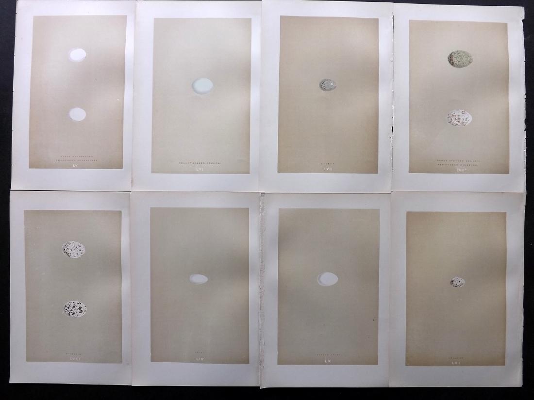 Morris, Francis 1896 Lot of 8 Bird Egg Prints: Woodblocks Published 1896, London for "A Natural History of the Nests and Eggs of British Birds" By the Rev. F. O. Morris, printed Benjamin Fawcett. Printed in colours and finished by hand. Paper Size