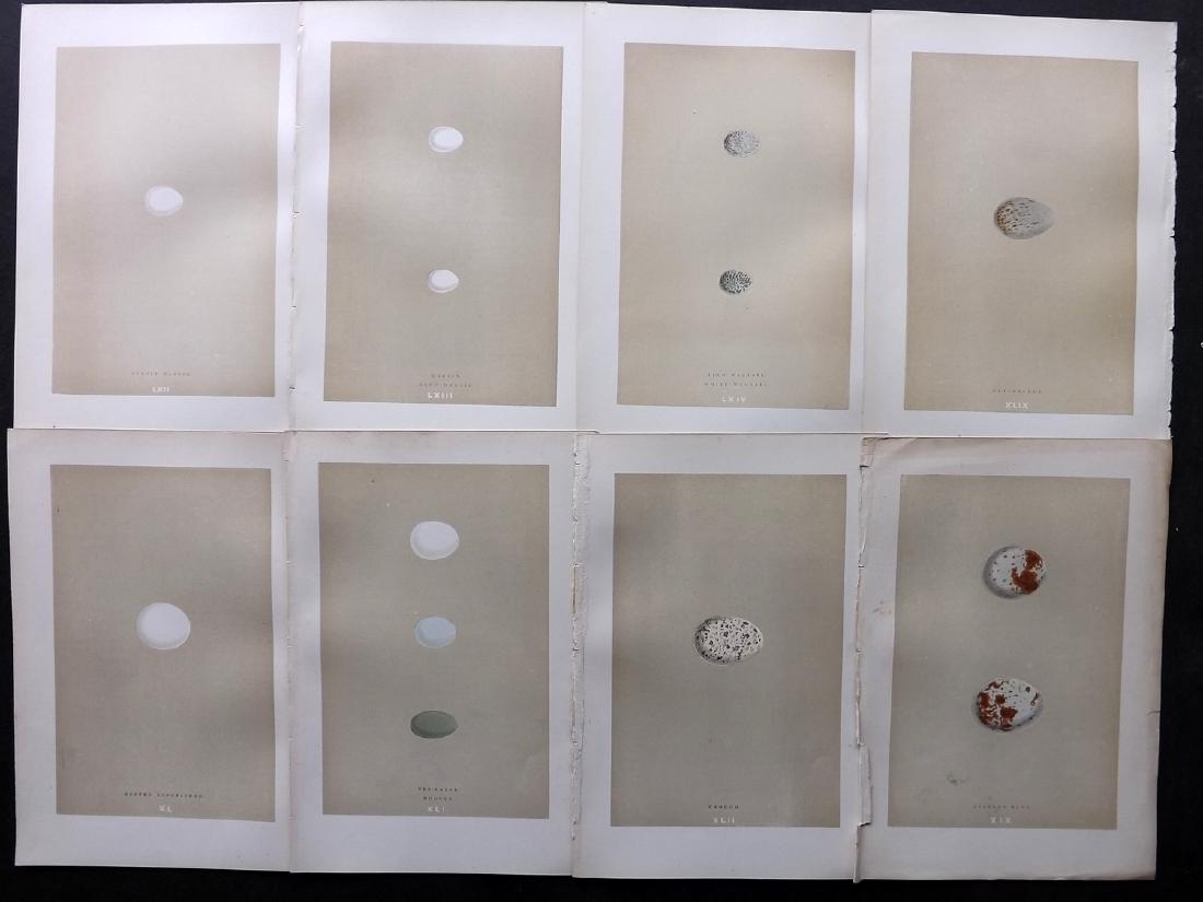 Morris, Francis 1896 Lot of 8 Bird Egg Prints: Woodblocks Published 1896, London for "A Natural History of the Nests and Eggs of British Birds" By the Rev. F. O. Morris, printed Benjamin Fawcett. Printed in colours and finished by hand. Paper Size
