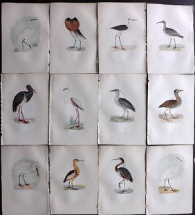 Morris, Francis 1897 Lot of 12 HC Bird Prints. Flamingo: Woodblock Published 1895-97 by Groombridge & Sons, London for "A History of British Birds" by the Rev. Francis Orpen Morris. Printed in colours and finished by hand. Paper Size: 10 x 7 inch (26 x 18cm