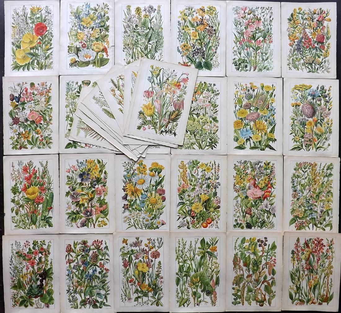 Gordon, W. J. C1900 Lot of 33 Botanical Prints (1 of 2)
