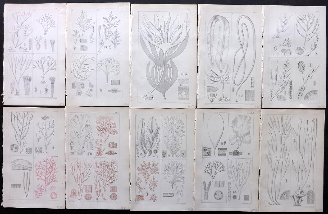 Harvey, William 1849 Lot of 10 B/W Seaweed Prints (1 of 2)