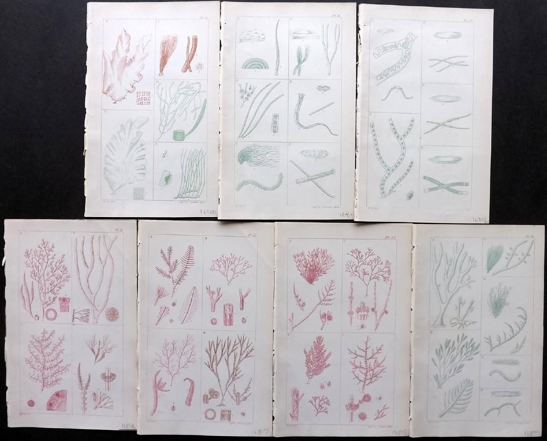 Harvey, William 1849 Lot of 7 Colour Seaweed Prints (1 of 2)