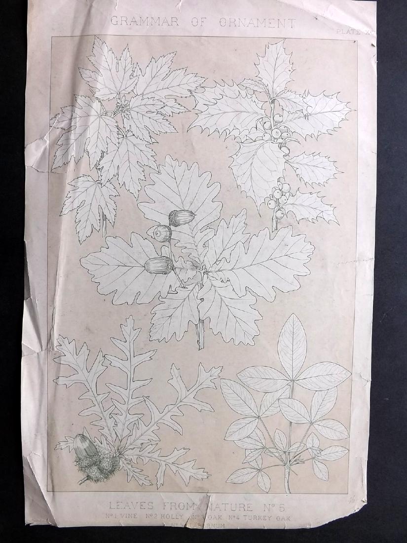 Jones, Owen 1856 LG Botanical Design Print No. 5: Large Folio Chromolithograph Published 1856 by Day & Son, London for "The Grammar of Ornament" by Owen Jones. First and best Edition of this work. Paper Size: 21 x 14 inch (54 x 35cm) Several closed m