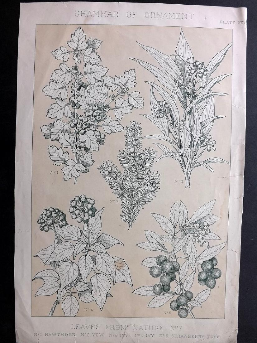 Jones, Owen 1856 LG Botanical Design Print No. 7: Large Folio Chromolithograph Published 1856 by Day & Son, London for "The Grammar of Ornament" by Owen Jones. First and best Edition of this work. Paper Size: 21 x 14 inch (54 x 35cm) Several closed m
