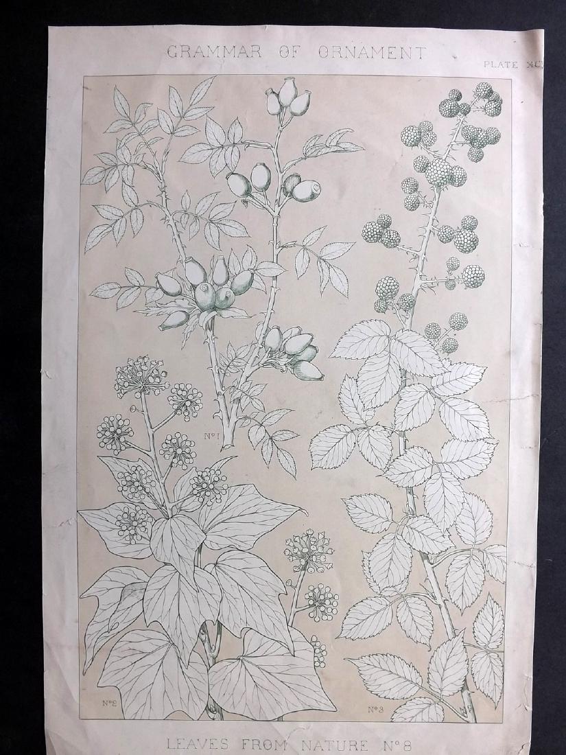 Jones, Owen 1856 LG Botanical Design Print No. 8 (1 of 2)
