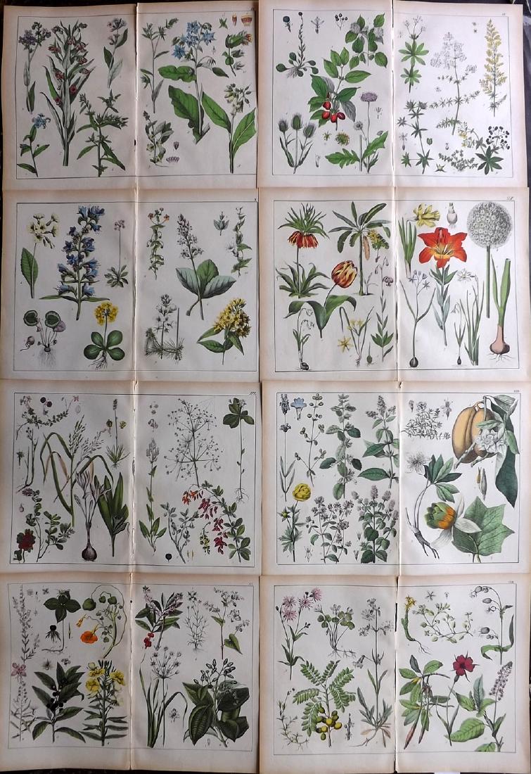 Schubert, Gotthilf von C1880 Lot 8 LG Botanical Prints (1 of 2)