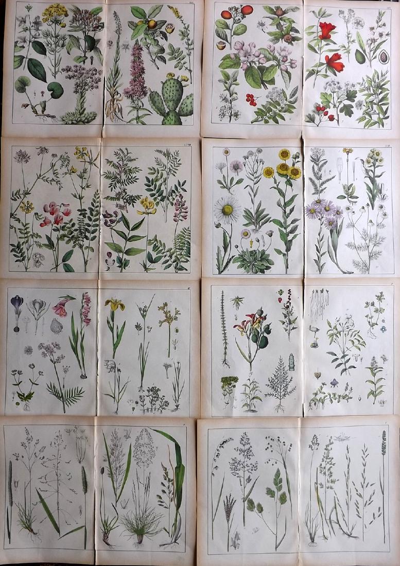 Schubert, Gotthilf von C1880 Lot 8 LG Botanical Prints (1 of 2)