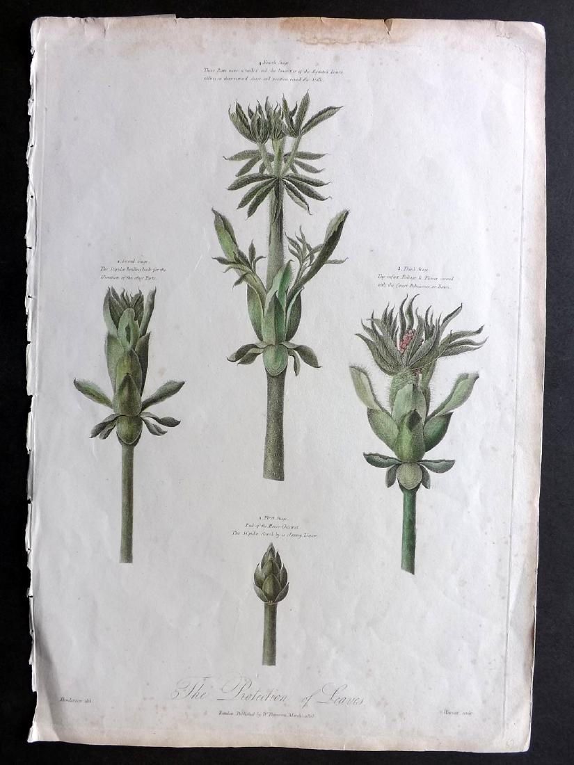 Thornton, Robert John 1803 LG Hand Col Botanical Print (1 of 2)