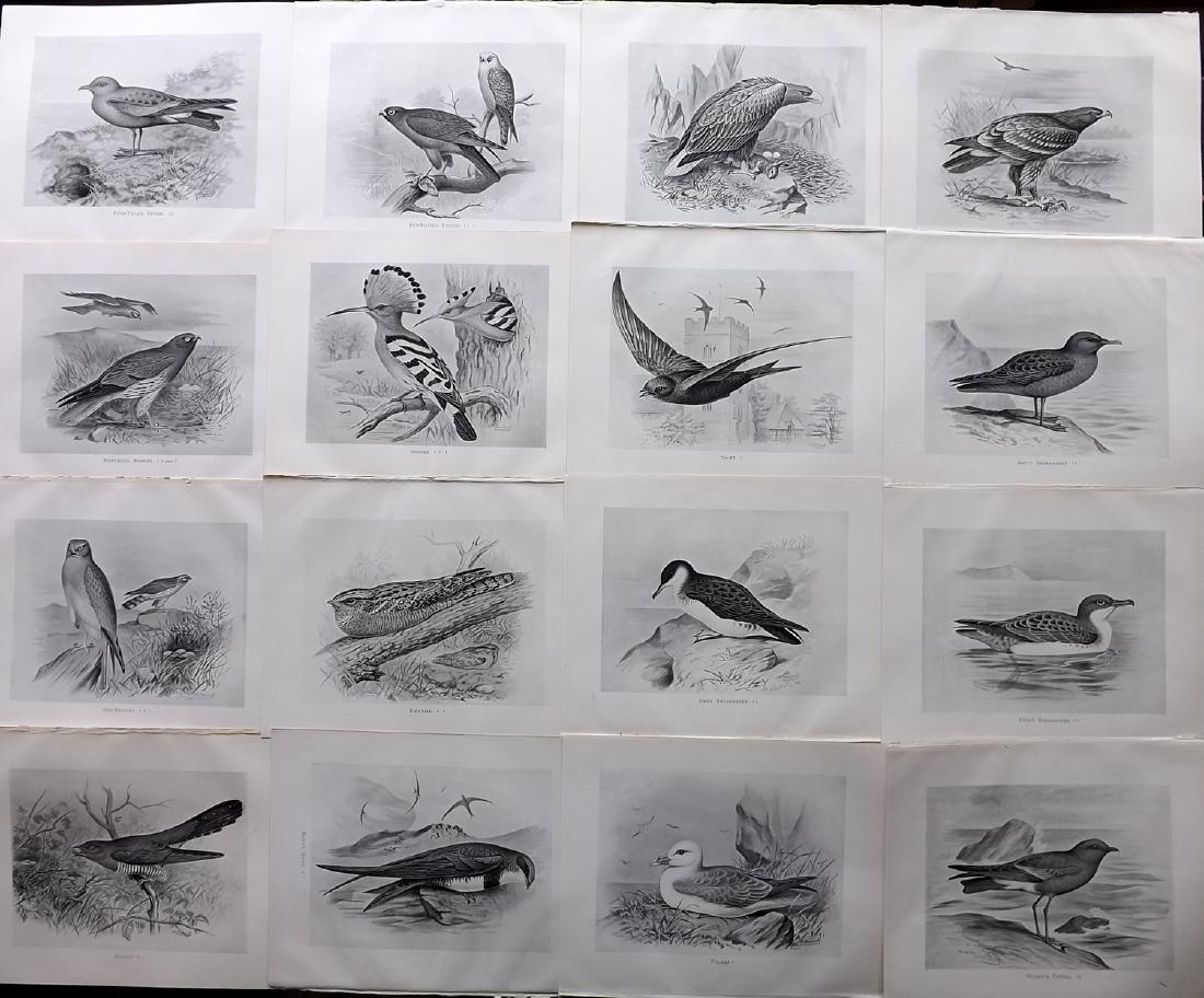 Frohawk, Frederick 1898 Lot of 16 Bird Prints: Lithographs Published 1896-98, London for "British Birds with their Nests and Eggs" by Arthur G. Butler. Illustrated by Frederick William Frohawk. Paper Size: 12 x 9.5 inch (30 x 24cm) Good Condition