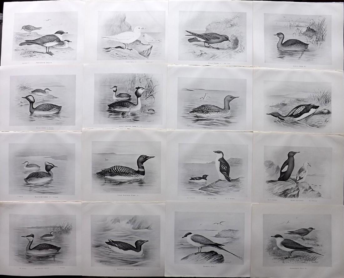 Frohawk, Frederick 1898 Lot of 16 Bird Prints: Lithographs Published 1896-98, London for "British Birds with their Nests and Eggs" by Arthur G. Butler. Illustrated by Frederick William Frohawk. Paper Size: 12 x 9.5 inch (30 x 24cm) Good Condition