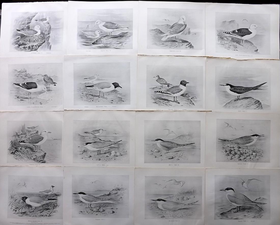 Frohawk, Frederick 1898 Lot of 16 Bird Prints: Lithographs Published 1896-98, London for "British Birds with their Nests and Eggs" by Arthur G. Butler. Illustrated by Frederick William Frohawk. Paper Size: 12 x 9.5 inch (30 x 24cm) Good Condition