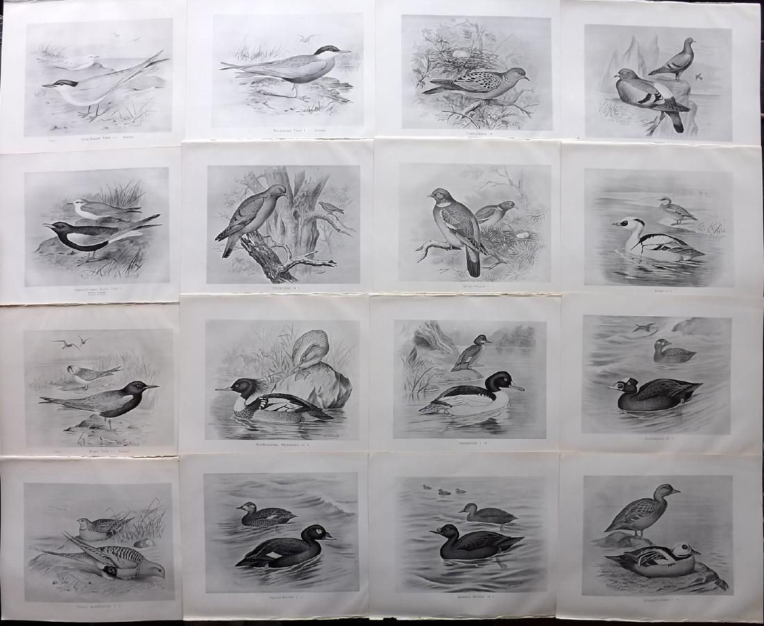 Frohawk, Frederick 1898 Lot of 16 Bird Prints: Lithographs Published 1896-98, London for "British Birds with their Nests and Eggs" by Arthur G. Butler. Illustrated by Frederick William Frohawk. Paper Size: 12 x 9.5 inch (30 x 24cm) Good Condition