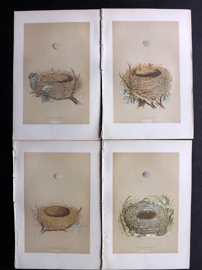 Morris, Francis 1896 Lot of 4 Bird Nest Prints: Woodblocks Published 1896, London for "A Natural History of the Nests and Eggs of British Birds" By the Rev. F. O. Morris, printed Benjamin Fawcett. Printed in colours and finished by hand. Paper Size