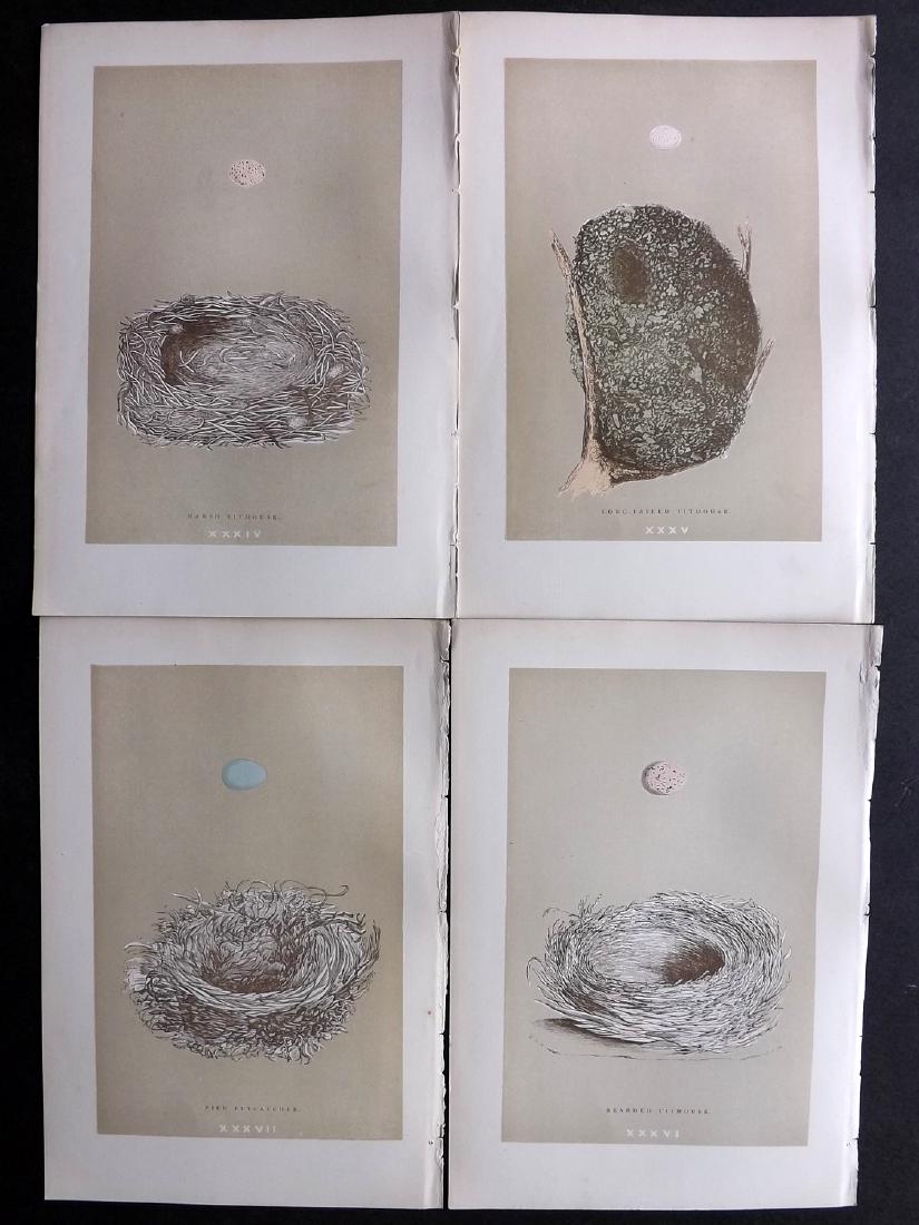 Morris, Francis 1896 Lot of 4 Bird Nest Prints: Woodblocks Published 1896, London for "A Natural History of the Nests and Eggs of British Birds" By the Rev. F. O. Morris, printed Benjamin Fawcett. Printed in colours and finished by hand. Paper Size