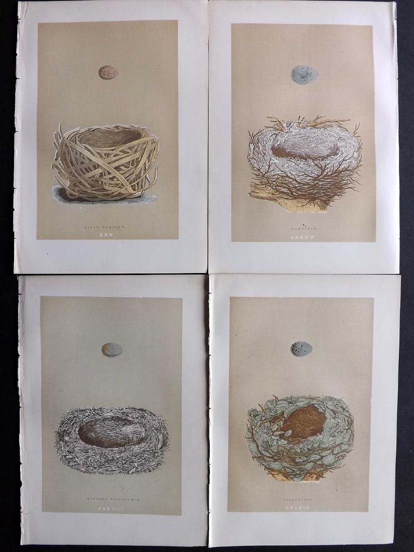 Morris, Francis 1896 Lot of 4 Bird Nest Prints: Woodblocks Published 1896, London for "A Natural History of the Nests and Eggs of British Birds" By the Rev. F. O. Morris, printed Benjamin Fawcett. Printed in colours and finished by hand. Paper Size