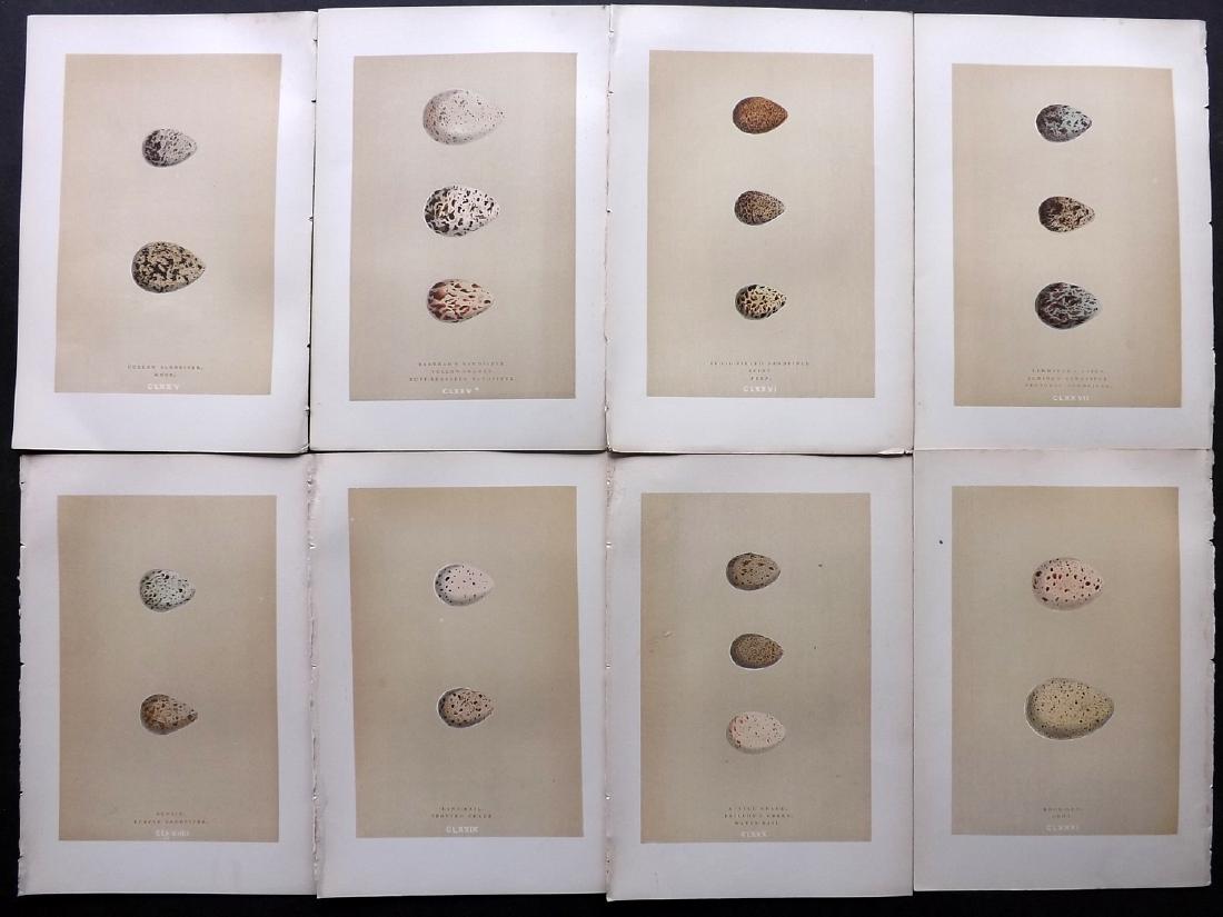 Morris, Francis 1896 Lot of 8 Bird Egg Prints: Woodblocks Published 1896, London for "A Natural History of the Nests and Eggs of British Birds" By the Rev. F. O. Morris, printed Benjamin Fawcett. Printed in colours and finished by hand. Paper Size