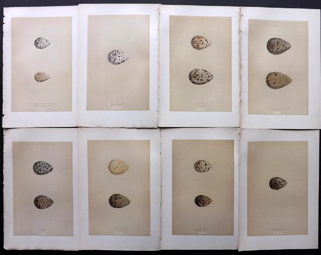 Morris, Francis 1896 Lot of 8 Bird Egg Prints: Woodblocks Published 1896, London for "A Natural History of the Nests and Eggs of British Birds" By the Rev. F. O. Morris, printed Benjamin Fawcett. Printed in colours and finished by hand. Paper Size