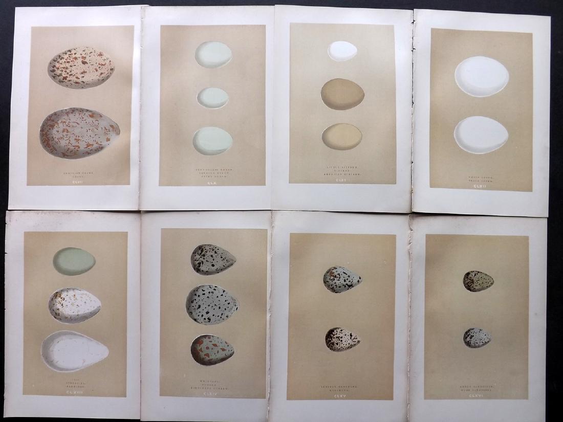 Morris, Francis 1896 Lot of 8 Bird Egg Prints: Woodblocks Published 1896, London for "A Natural History of the Nests and Eggs of British Birds" By the Rev. F. O. Morris, printed Benjamin Fawcett. Printed in colours and finished by hand. Paper Size