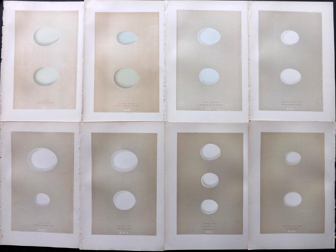 Morris, Francis 1896 Lot of 8 Bird Egg Prints: Woodblocks Published 1896, London for "A Natural History of the Nests and Eggs of British Birds" By the Rev. F. O. Morris, printed Benjamin Fawcett. Printed in colours and finished by hand. Paper Size