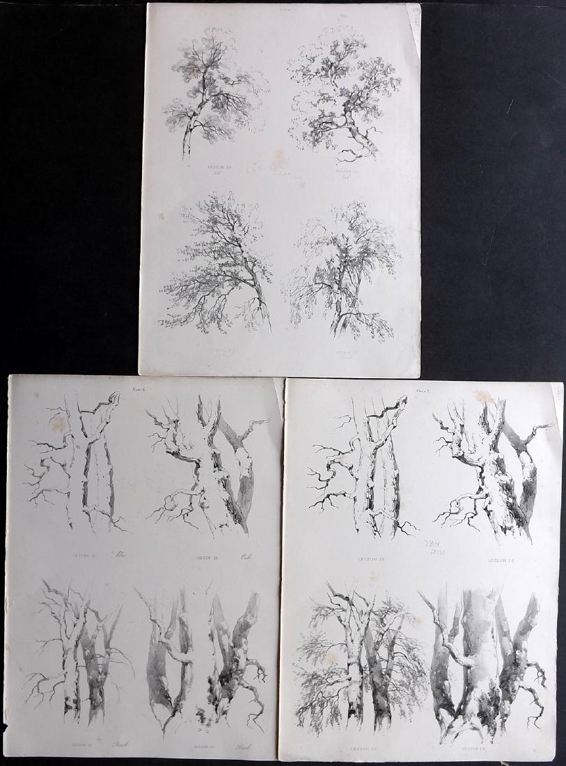 Harding, J. D. 1852 Lot of 3 Prints. Trees (1 of 2)