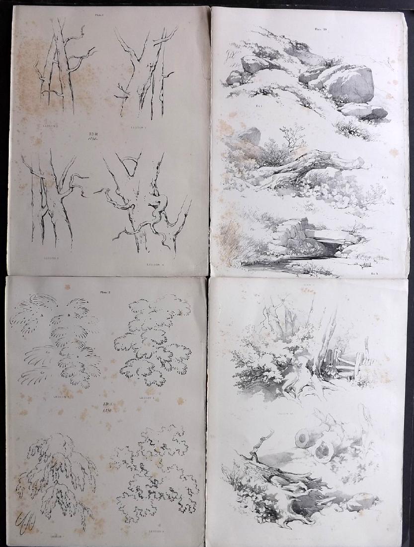 Harding, J. D. 1852 Lot of 4 Prints. Trees (1 of 2)