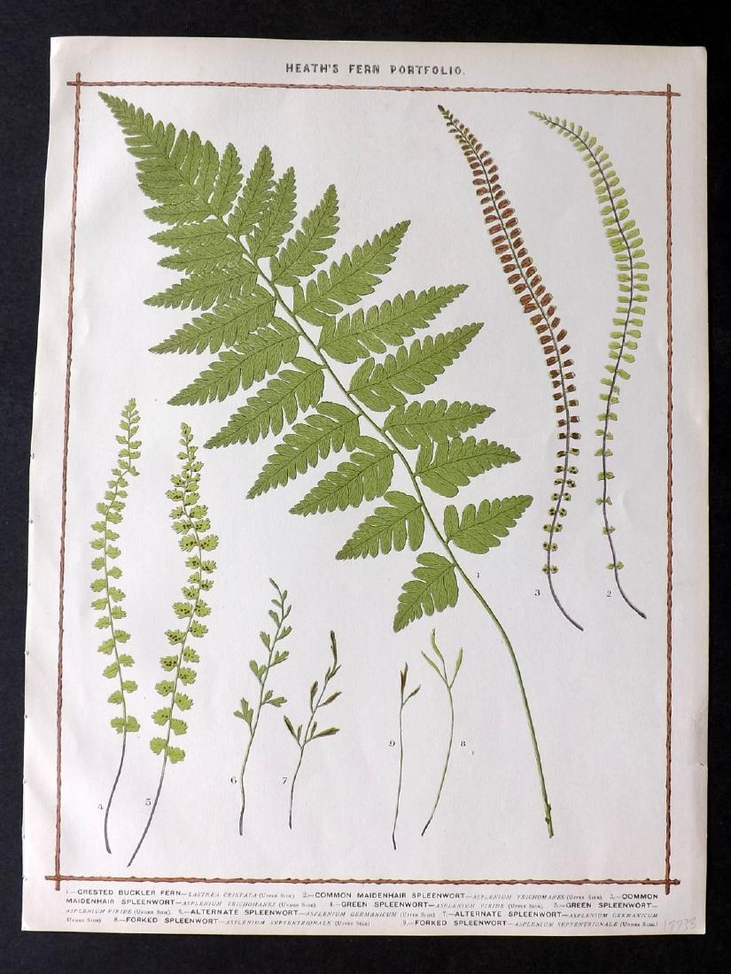 Heath, Francis 1885 Large Fern Print. Crested Buckler (1 of 2)
