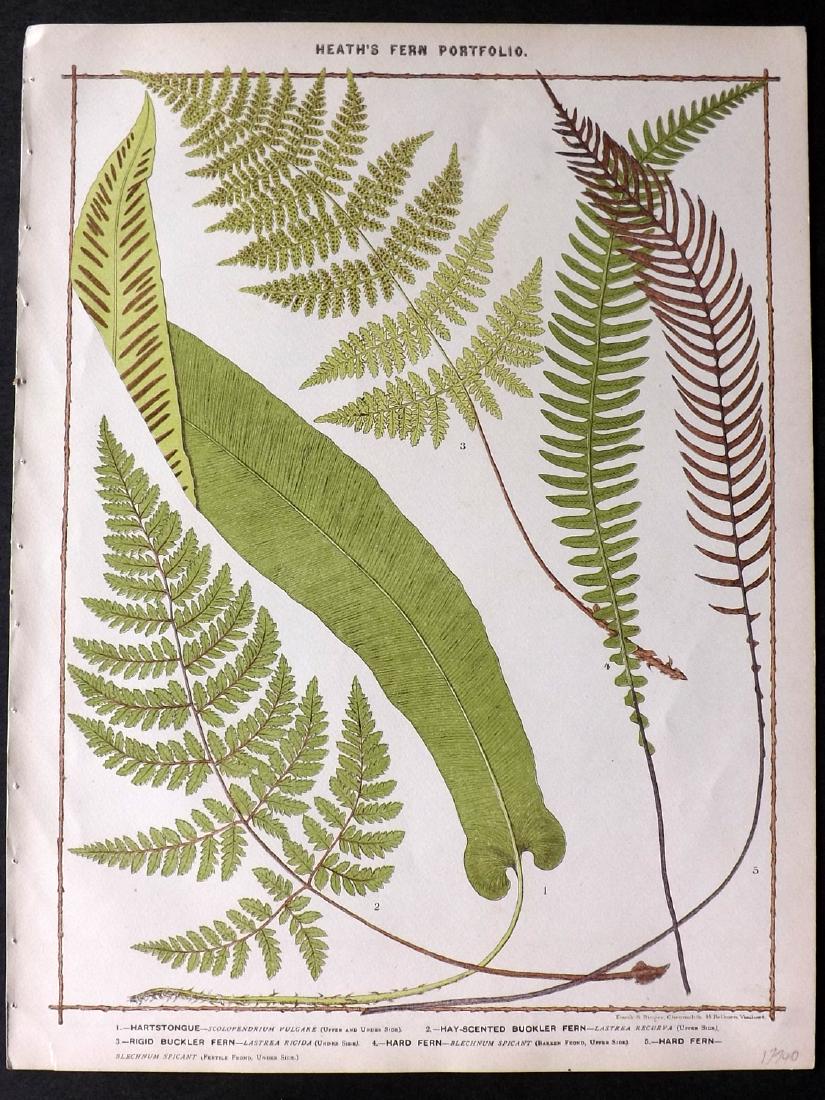 Heath, Francis 1885 Large Fern Print. Hartstongue etc (1 of 2)