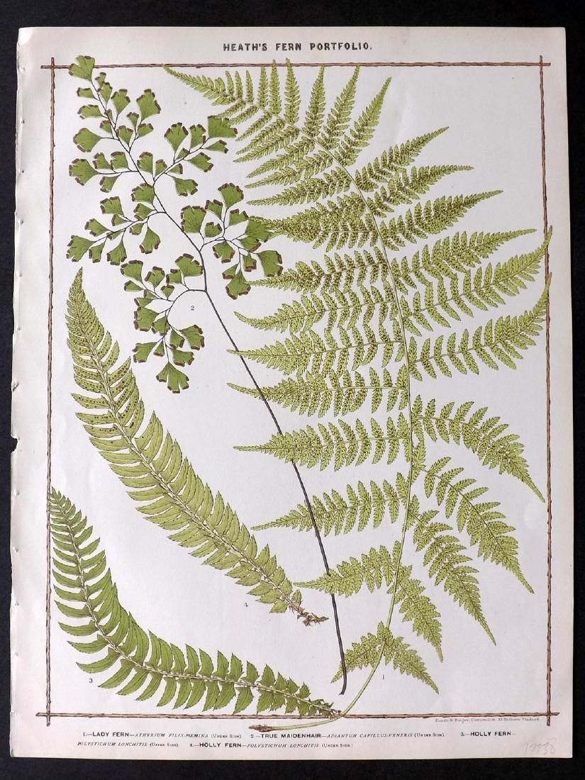 Heath, Francis 1885 Large Fern Print. Lady Fern etc (1 of 2)