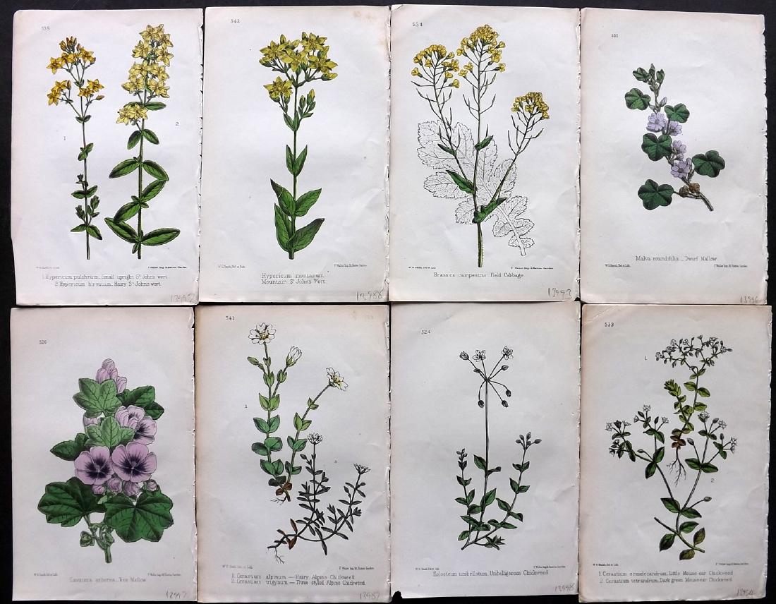 Hogg & Johnson C1870 Lot of 8 HCol Botanical Prints: Hand Coloured Lithographs Published 1863-1880, London for "The Wild Flowers of Great Britain" by Robert Hogg & George W. Johnson. Paper Size: 9 x 5.5 inch (23 x 14cm) Good Condition