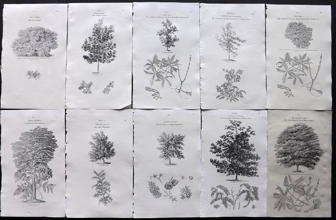 Loudon, John 1838 Lot of 10 Botanical Tree Prints: Wood Engraving Published 1838, London for "Arboretum et Fruticetum Britannicum; or, The Trees and Shrubs of Britain." by John Claudius Loudon. Reverse side blank. Paper Size: 8.5 x 5.5 inch (22 x 14cm