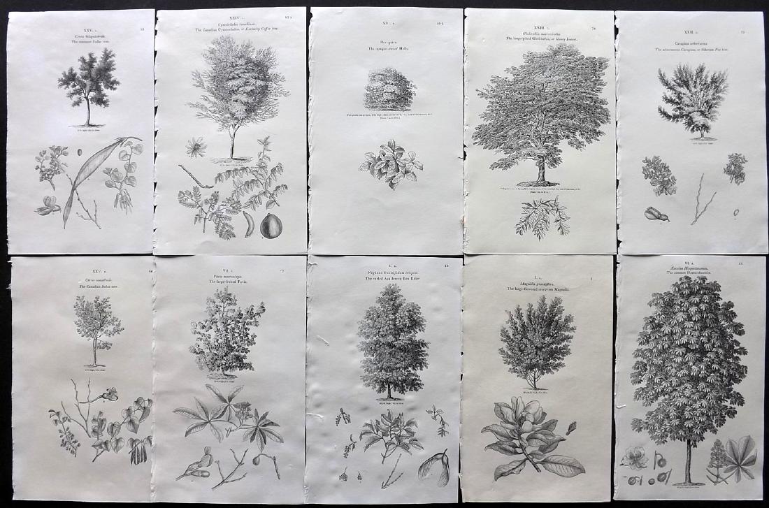 Loudon, John 1838 Lot of 10 Botanical Tree Prints: Wood Engraving Published 1838, London for "Arboretum et Fruticetum Britannicum; or, The Trees and Shrubs of Britain." by John Claudius Loudon. Reverse side blank. Paper Size: 8.5 x 5.5 inch (22 x 14cm