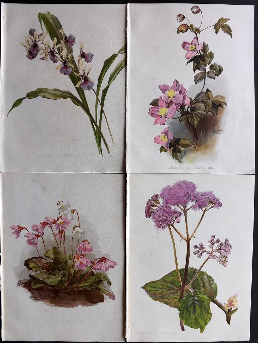 Moon, H. G. 1903 Lot of 4 Antique Botanical Prints: Chromolithographs Published 1903-05, London for "Flora and Sylva" by William Robinson.Illustrated by H. G. Moon. Paper Size: 12.5 x 9.5 inch (32 x 24cm) Good Condition