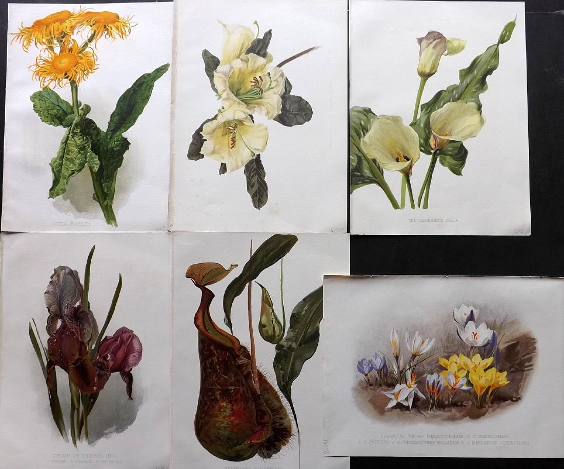Moon, H. G. 1903 Lot of 6 Antique Botanical Prints: Chromolithographs Published 1903-05, London for "Flora and Sylva" by William Robinson.Illustrated by H. G. Moon. Paper Size: 12.5 x 9.5 inch (32 x 24cm) Good Condition