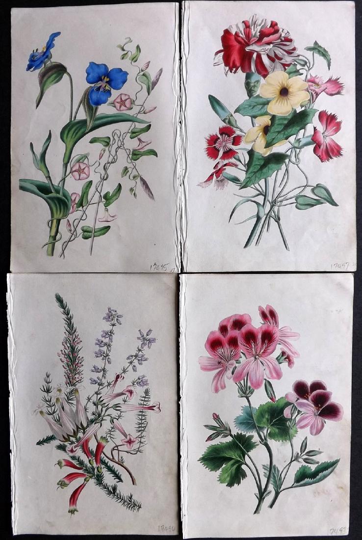 Twamley, Louisa 1836 Lot of 4 HCol Botanical Prints (1 of 2)