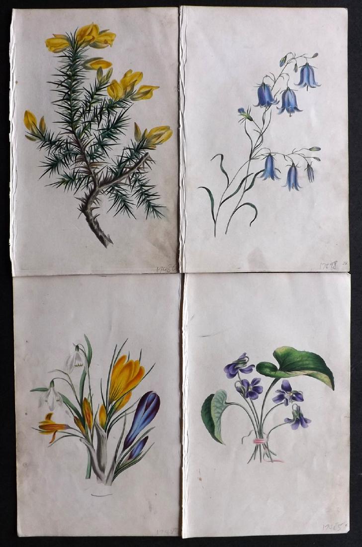 Twamley, Louisa 1836 Lot of 4 HCol Botanical Prints (1 of 2)