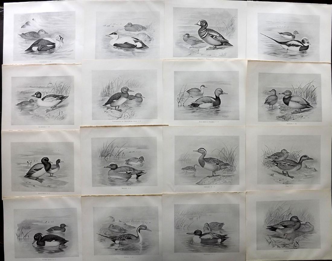 Frohawk, Frederick 1898 Lot of 16 Bird Prints: Lithographs Published 1896-98, London for "British Birds with their Nests and Eggs" by Arthur G. Butler. Illustrated by Frederick William Frohawk. Paper Size: 12 x 9.5 inch (30 x 24cm) Good Condition